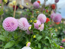 Load image into Gallery viewer, Snoho Sonia Dahlia Tuber - SNHS