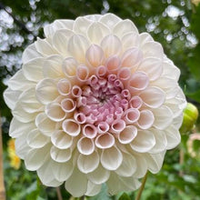 Load image into Gallery viewer, Sweet Nathalie Dahlia Tuber - SWTN