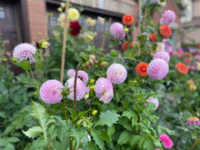 Load image into Gallery viewer, Snoho Sonia Dahlia Tuber - SNHS