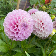 Load image into Gallery viewer, Snoho Sonia Dahlia Tuber - SNHS