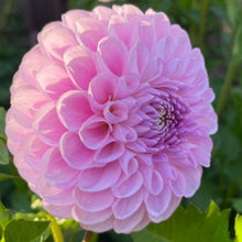 Load image into Gallery viewer, Snoho Sonia Dahlia Tuber - SNHS