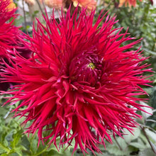 Load image into Gallery viewer, Allen's String Theory Dahlia Tuber - ALST