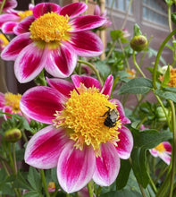 Load image into Gallery viewer, Van Isle Cancan Dahlia Tuber - VICC