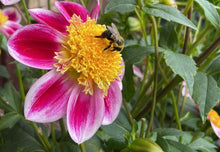 Load image into Gallery viewer, Van Isle Cancan Dahlia Tuber - VICC