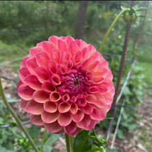 Load image into Gallery viewer, Triple Lee Dee Dahlia Tuber - LEE