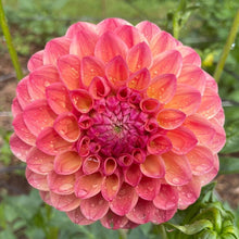 Load image into Gallery viewer, Triple Lee Dee Dahlia Tuber - LEE