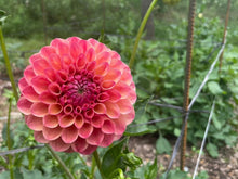 Load image into Gallery viewer, Triple Lee Dee Dahlia Tuber - LEE
