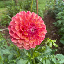 Load image into Gallery viewer, Triple Lee Dee Dahlia Tuber - LEE