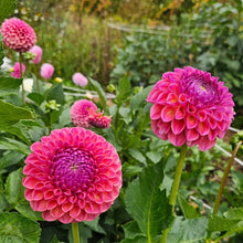 Load image into Gallery viewer, Jowey Winnie Dahlia Tuber - JWYW