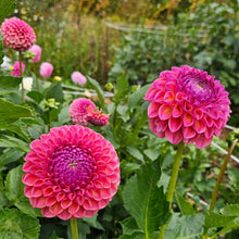 Load image into Gallery viewer, Jowey Winnie Dahlia Tuber - JWYW