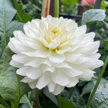Load image into Gallery viewer, Van Isle Cirrus Dahlia Tuber - VICIRS