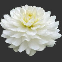 Load image into Gallery viewer, Van Isle Cirrus Dahlia Tuber - VICIRS (LIMIT 1)