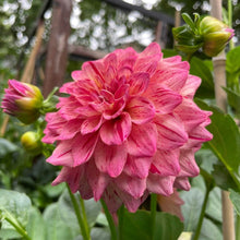 Load image into Gallery viewer, Van Isle Salish Sunset Dahlia Tuber - VISLSN