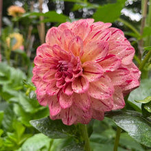 Load image into Gallery viewer, Van Isle Salish Sunset Dahlia Tuber - VISLSN