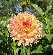 Load image into Gallery viewer, Van Isle Nebula Dahlia Tuber - VINBL