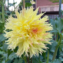 Load image into Gallery viewer, Van Isle Contessa Dahlia Tuber - CBCON