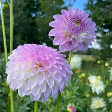Load image into Gallery viewer, Van Isle Victoria Dahlia Tuber - VIVIC (LIMIT 1)