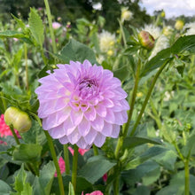 Load image into Gallery viewer, Van Isle Victoria Dahlia Tuber - VIVIC (LIMIT 1)