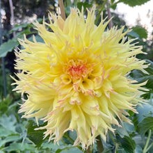 Load image into Gallery viewer, Van Isle Contessa Dahlia Tuber - CBCON
