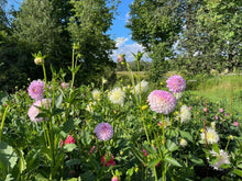 Load image into Gallery viewer, Van Isle Victoria Dahlia Tuber - VIVIC (LIMIT 1)