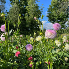 Load image into Gallery viewer, Van Isle Victoria Dahlia Tuber - VIVIC (LIMIT 1)