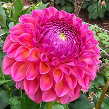 Load image into Gallery viewer, Jowey Winnie Dahlia Tuber - JWYW