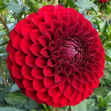 Load image into Gallery viewer, Barbarry Red Dwarf  dahlia Tuber - BBRD