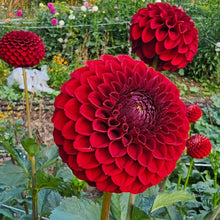 Load image into Gallery viewer, Barbarry Red Dwarf  dahlia Tuber - BBRD