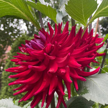 Load image into Gallery viewer, CB Valentine Dahlia Tuber - CBVL