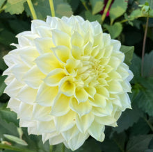 Load image into Gallery viewer, Van Isle Embrace Dahlia Tuber - VIEMB