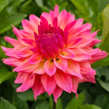 Load image into Gallery viewer, Just Peachy Dahlia Tuber - JSTP
