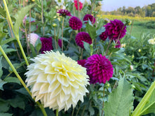 Load image into Gallery viewer, Van Isle Embrace Dahlia Tuber - VIEMB