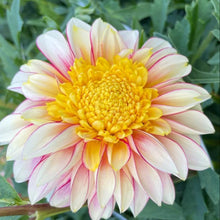 Load image into Gallery viewer, Polka Dahlia Tuber - PLK