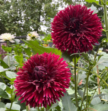 Load image into Gallery viewer, Van Isle Fury Dahlia Tuber - VIFRY