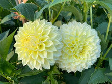 Load image into Gallery viewer, Van Isle Embrace Dahlia Tuber - VIEMB