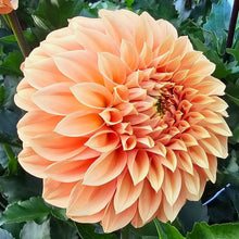 Load image into Gallery viewer, Bracken Palomino Dahlia Tuber - BRKP