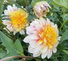 Load image into Gallery viewer, Polka Dahlia Tuber - PLK