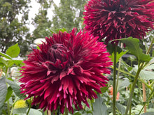 Load image into Gallery viewer, Van Isle Fury Dahlia Tuber - VIFRY