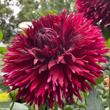Load image into Gallery viewer, Van Isle Fury Dahlia Tuber - VIFRY (LIMIT 1)