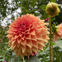 Load image into Gallery viewer, Van Isle Autumn Dahlia Tuber - VIATM (LIMIT 1)
