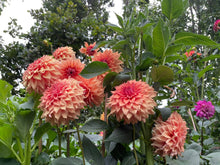 Load image into Gallery viewer, Van Isle Autumn Dahlia Tuber - VIATM (LIMIT 1)