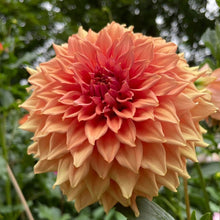 Load image into Gallery viewer, Van Isle Autumn Dahlia Tuber - VIATM (LIMIT 1)