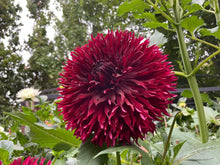 Load image into Gallery viewer, Van Isle Fury Dahlia Tuber - VIFRY