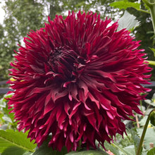 Load image into Gallery viewer, Van Isle Fury Dahlia Tuber - VIFRY (LIMIT 1)