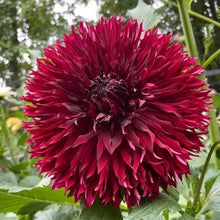 Load image into Gallery viewer, Van Isle Fury Dahlia Tuber - VIFRY