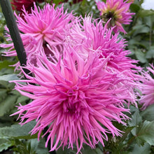 Load image into Gallery viewer, Van Isle Hope Dahlia Tuber - VIHOP