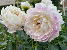 Load image into Gallery viewer, Kelgai Ann Dahlia Tuber - KEGA