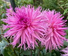 Load image into Gallery viewer, Van Isle Hope Dahlia Tuber - VIHOP