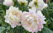 Load image into Gallery viewer, Kelgai Ann Dahlia Tuber - KEGA