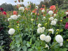 Load image into Gallery viewer, Ryecroft Dave's Choice Dahlia Tuber - RCDV (5 Pack)